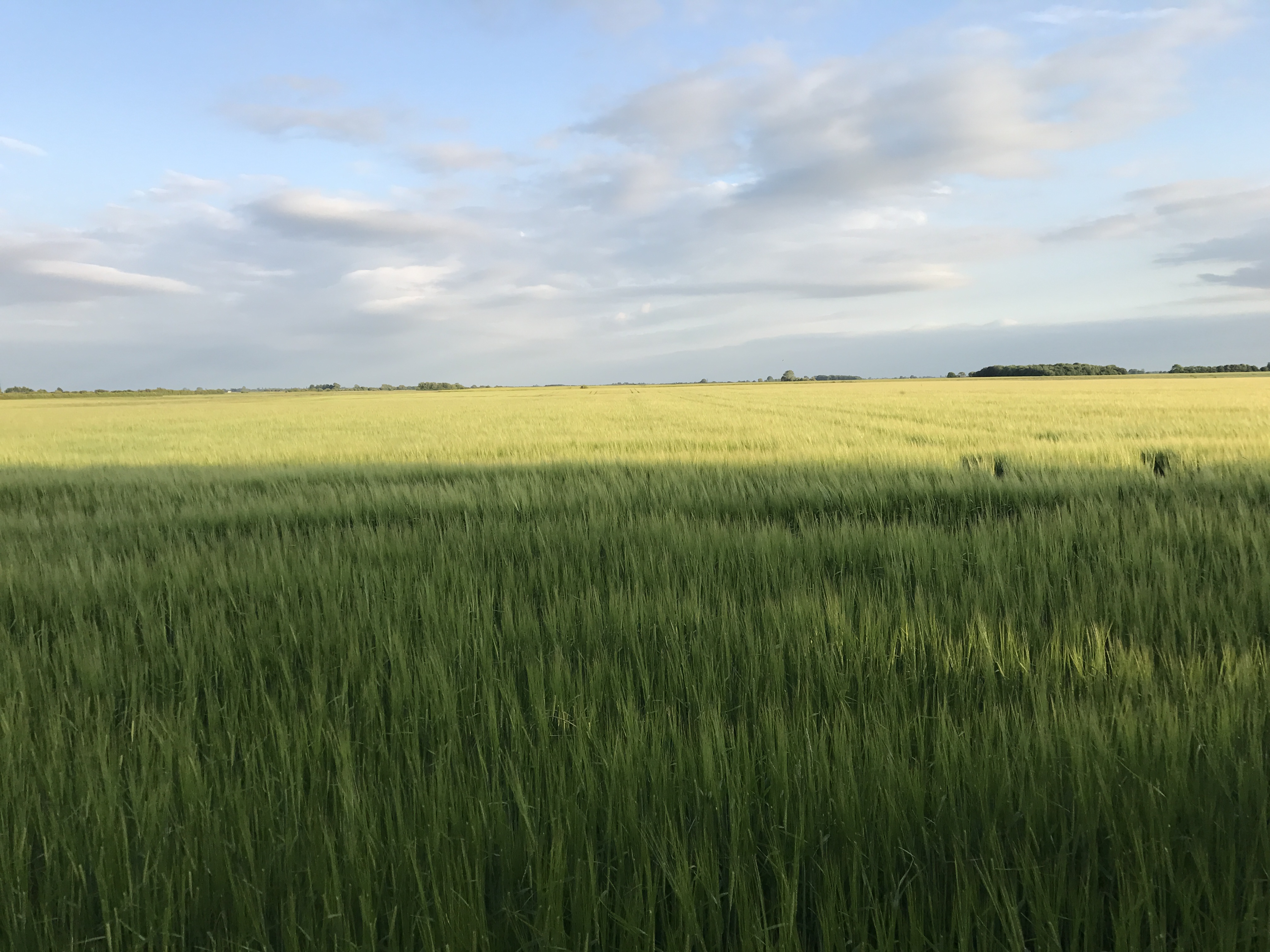 Field