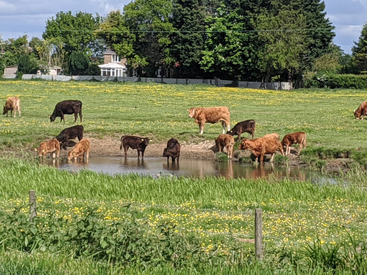 Cows 2